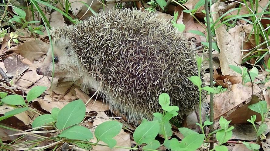 东北刺猬养殖技术视频，新手能学会吗？-图1