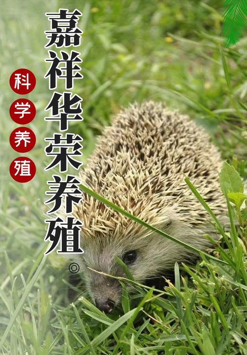 东北刺猬养殖技术视频，新手能学会吗？-图3