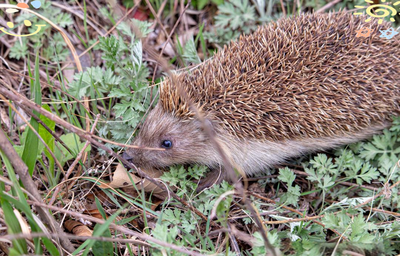 东北刺猬养殖技术视频，新手能学会吗？-图2