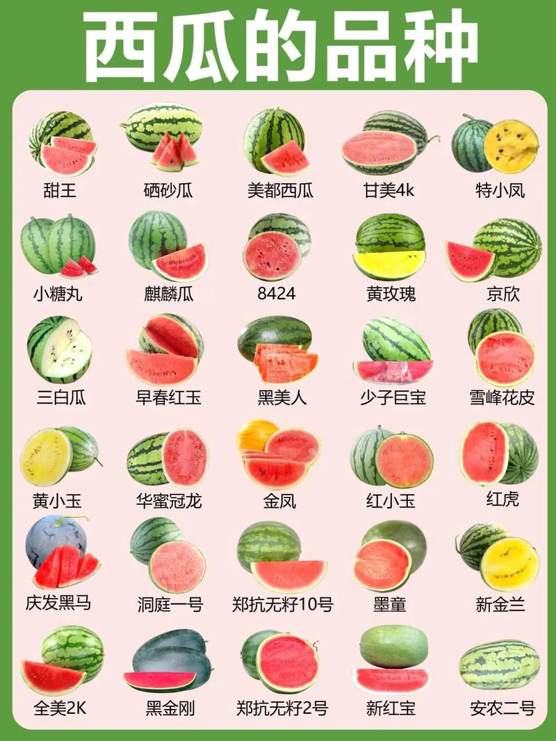 哪些西瓜品种更优质高产？-图2