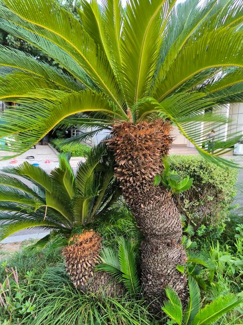 哪种铁树品种颜值最高？-图1