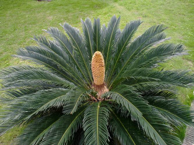 哪种铁树品种颜值最高？-图3