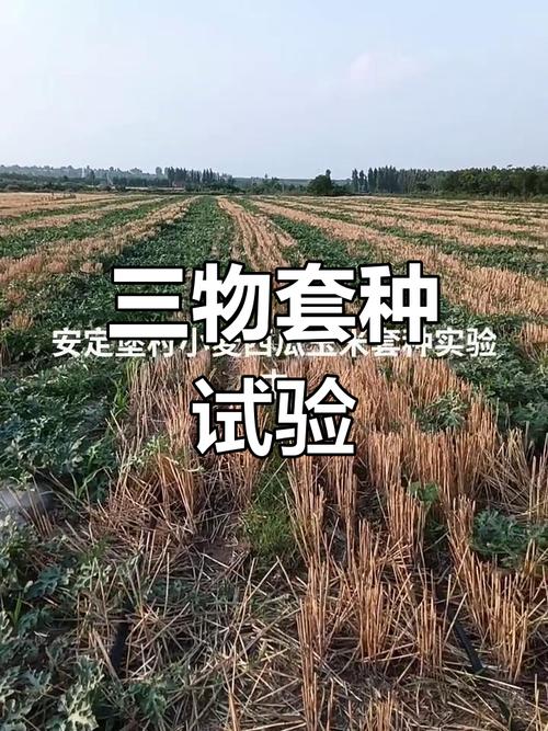 谷子套种技术如何提升产量效益？-图3