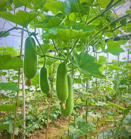 南方节瓜如何实现高产种植？-图2