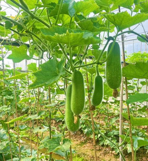 南方节瓜如何实现高产种植？-图1