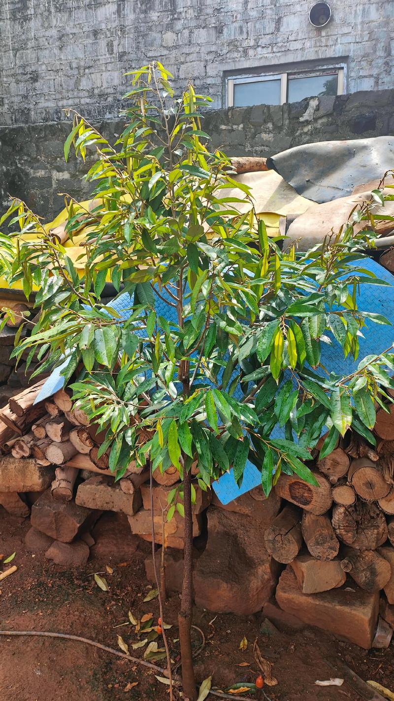 中国榴莲种植技术视频能成功吗？-图1