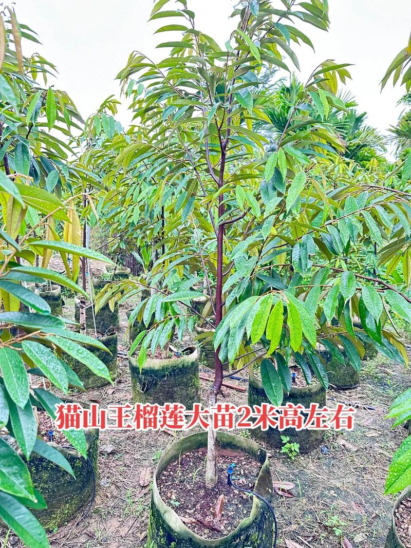 中国榴莲种植技术视频能成功吗？-图3