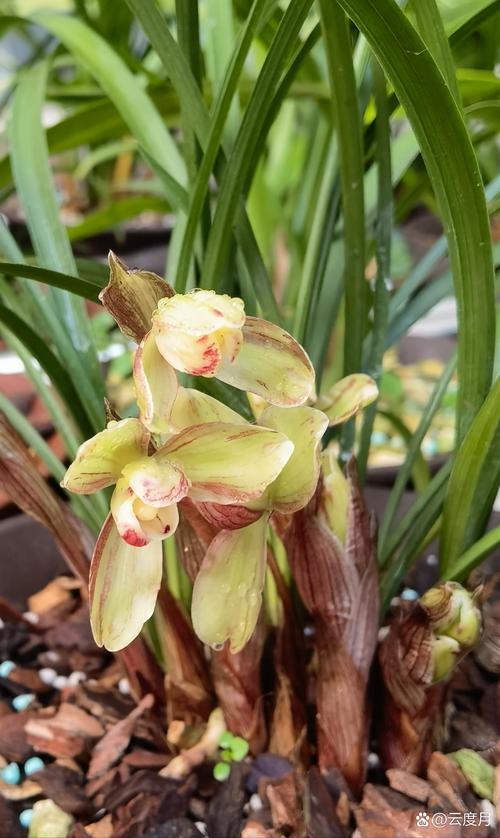 兰花望月冠是什么兰花品种？-图2