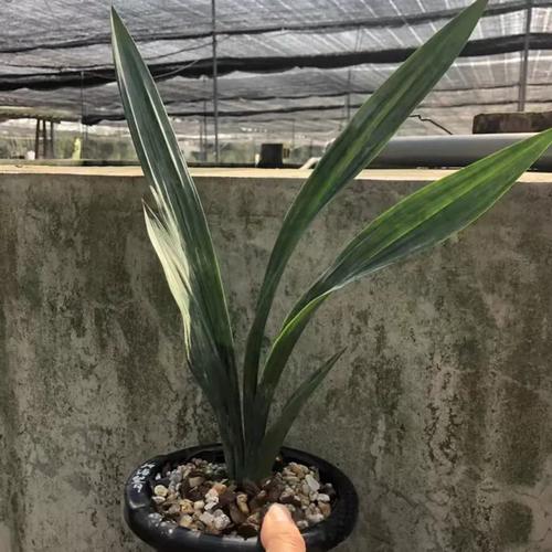 兰花望月冠是什么兰花品种？-图1