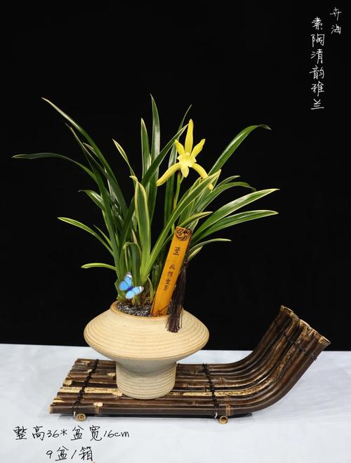 兰花望月冠是什么兰花品种？-图3