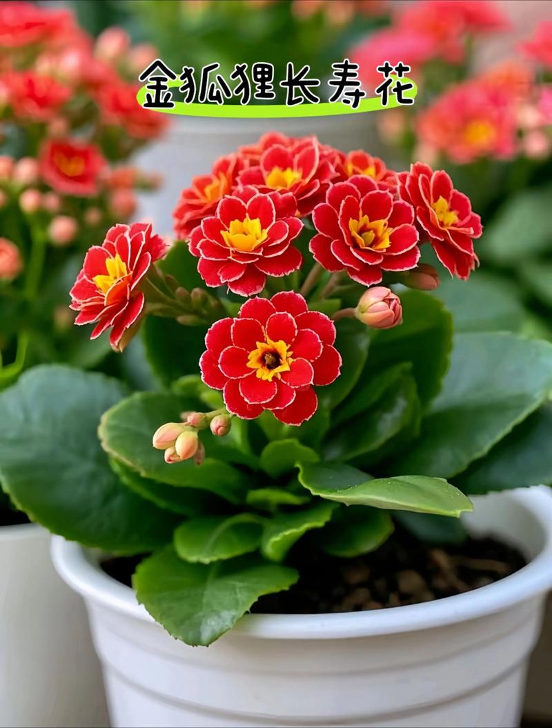 世界最漂亮长寿花品种有哪些？-图2