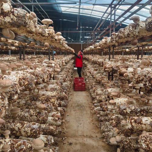 邛崃香菇种植技术中心有何核心优势？-图1