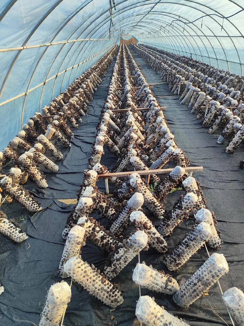 邛崃香菇种植技术中心有何核心优势？-图3