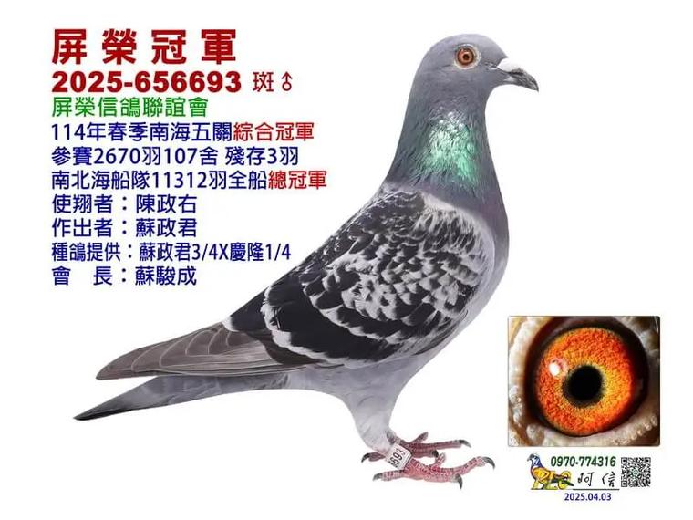 2025年肉鸽价格会涨还是跌？-图3