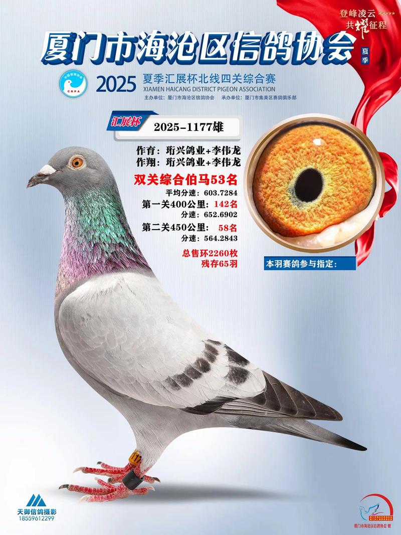 2025年肉鸽价格会涨还是跌？-图2