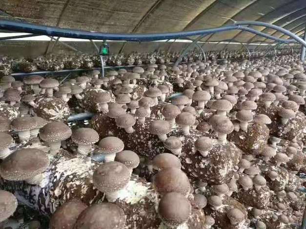 香菇种植技术有哪些关键要点？-图2