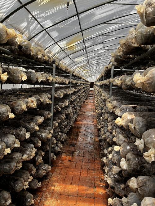 香菇种植技术有哪些关键要点？-图1