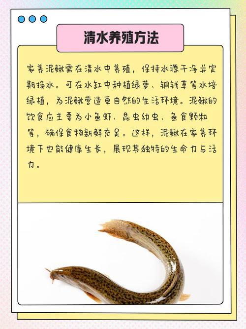 东北泥鳅如何安全越冬？-图2