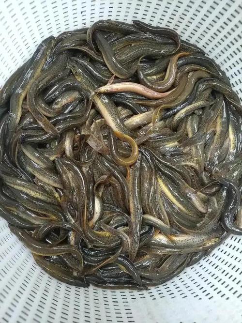东北泥鳅如何安全越冬？-图3