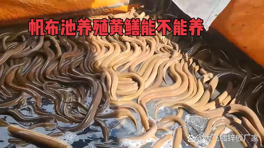 生态黄鳝养殖技术视频-图2