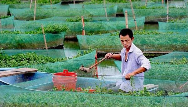 生态黄鳝养殖技术视频-图3