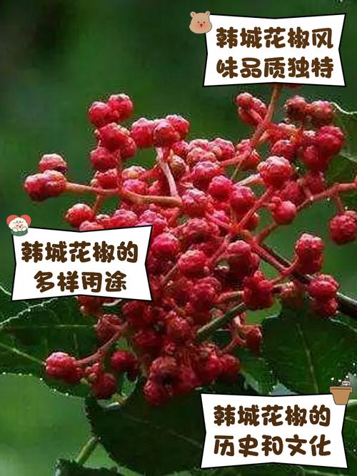 今日韩城花椒价格多少？-图2