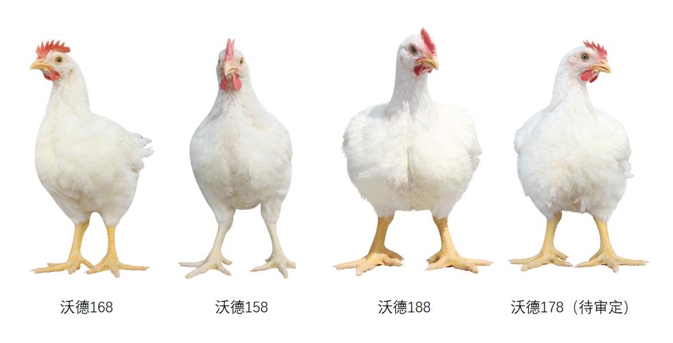 美国常见鸡品种有哪些？-图2