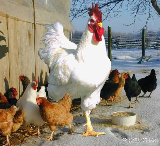 美国常见鸡品种有哪些？-图3