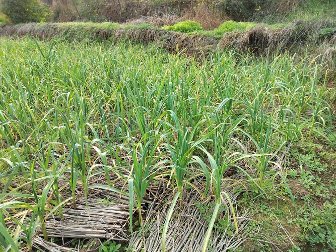 蒜苗高产种植技术视频有哪些关键点？-图3