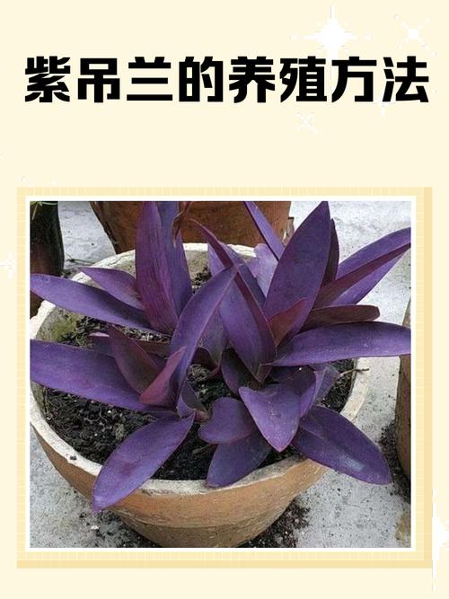 吊兰有哪些品种？怎么繁殖最简单？-图1