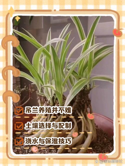 吊兰有哪些品种？怎么繁殖最简单？-图2