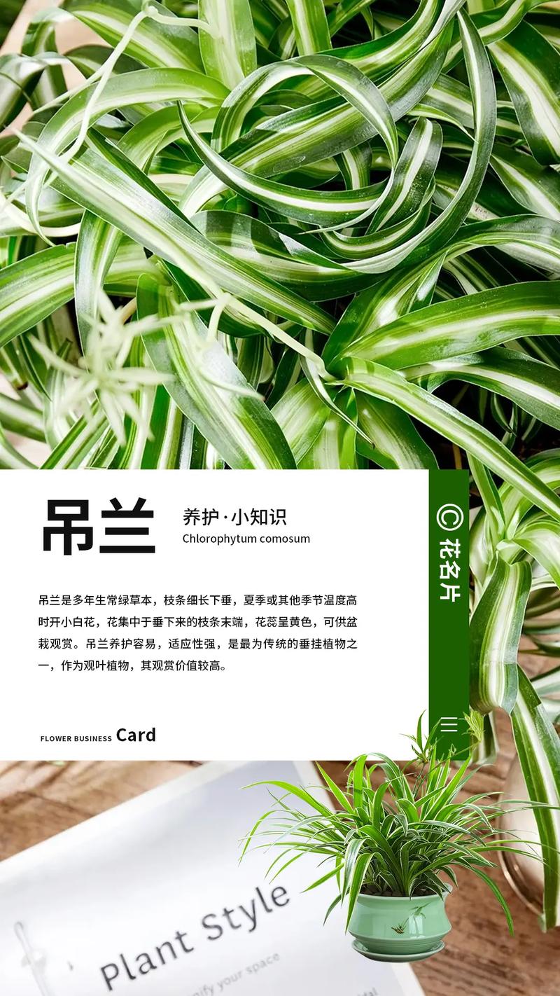 吊兰有哪些品种？怎么繁殖最简单？-图3