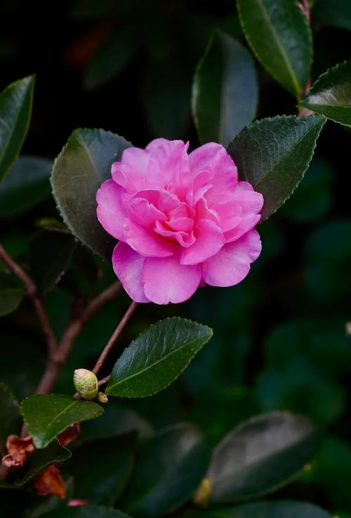 哪些茶花品种最耐寒？-图1