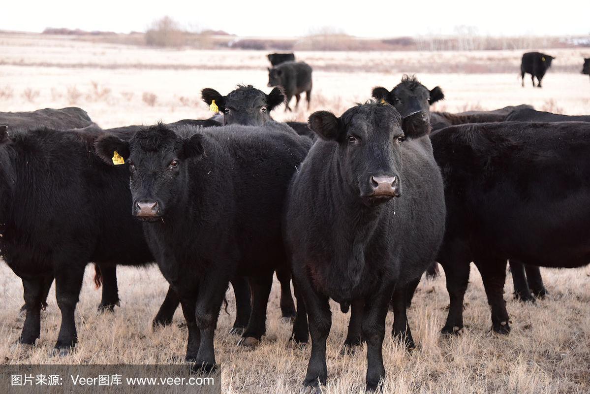黑色牛的品种有哪些？-图2