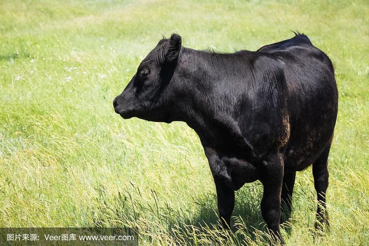 黑色牛的品种有哪些？-图1