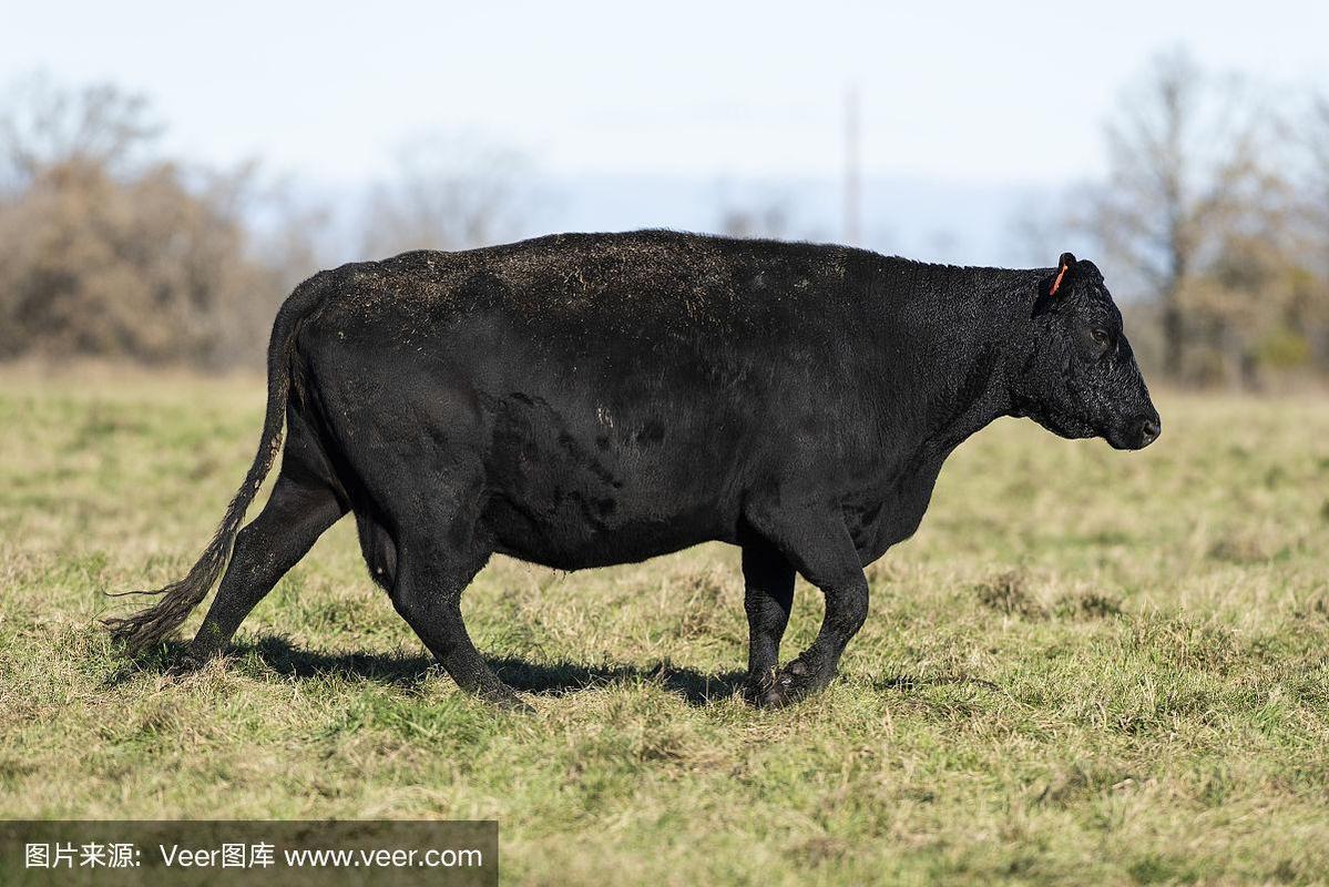 黑色牛的品种有哪些？-图3