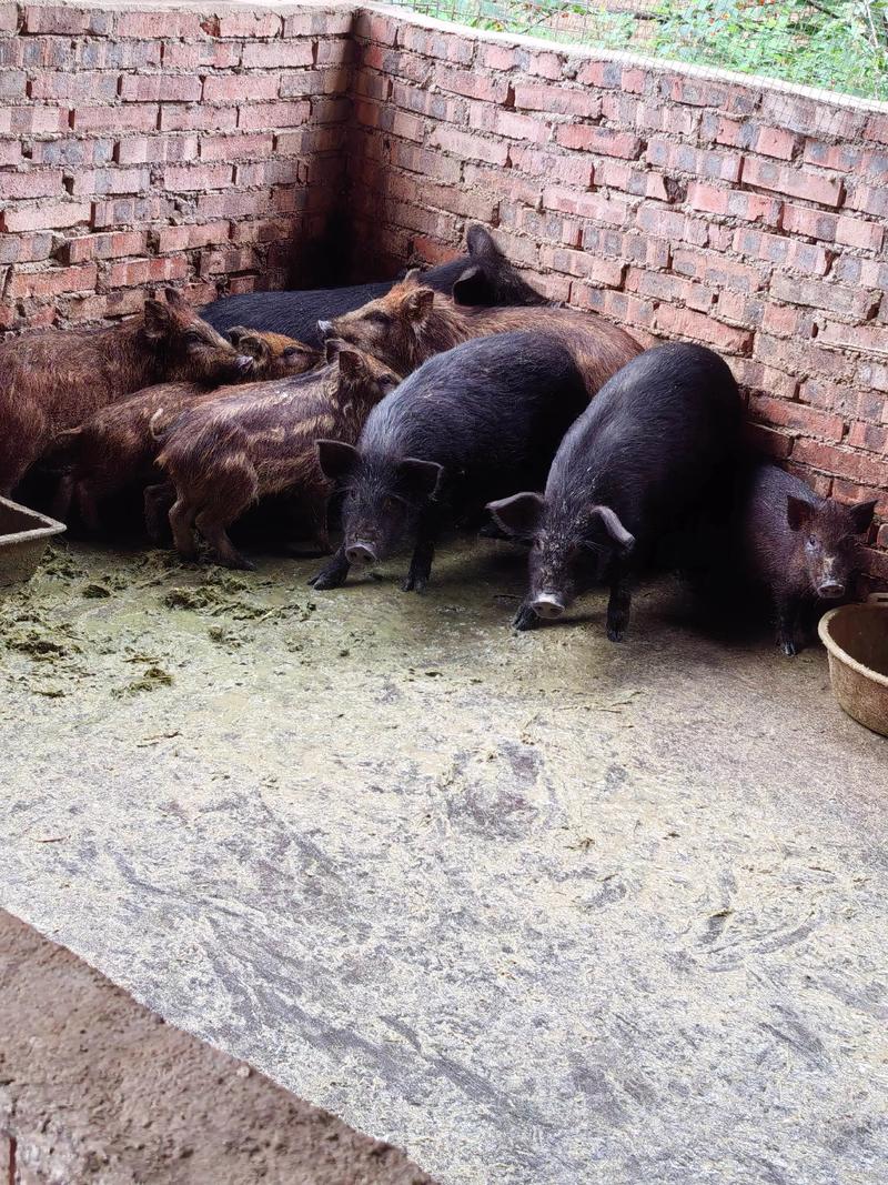 野猪养殖技术要点有哪些？-图1