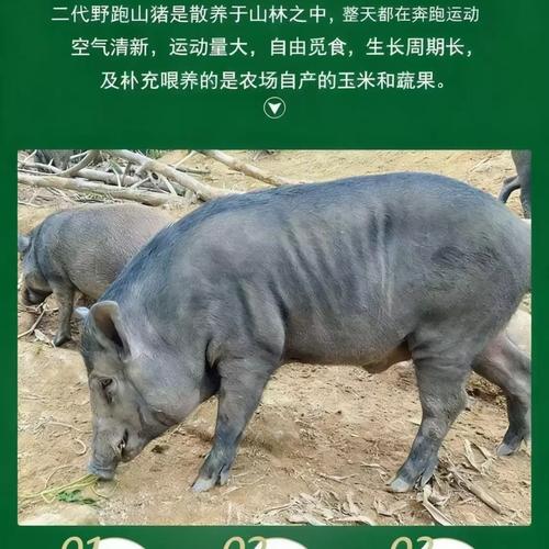 野猪养殖技术要点有哪些？-图2