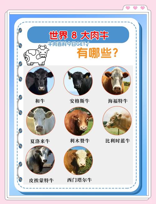 国外大型肉牛品种有哪些？-图3