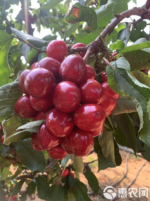 哪种大樱桃品种最好吃？-图2