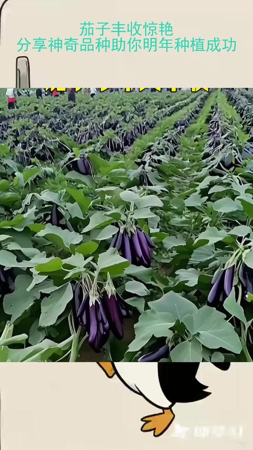 早春茄子怎么种？视频技术要点有哪些？-图2