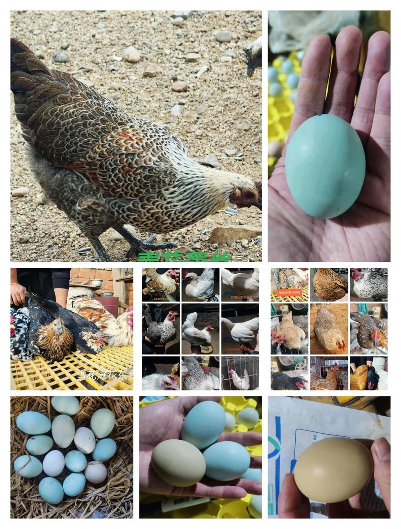 绿壳蛋鸡是哪个品种？-图1