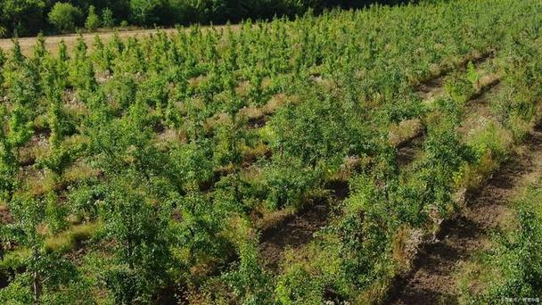 干草发酵技术视频哪里能下载？-图3