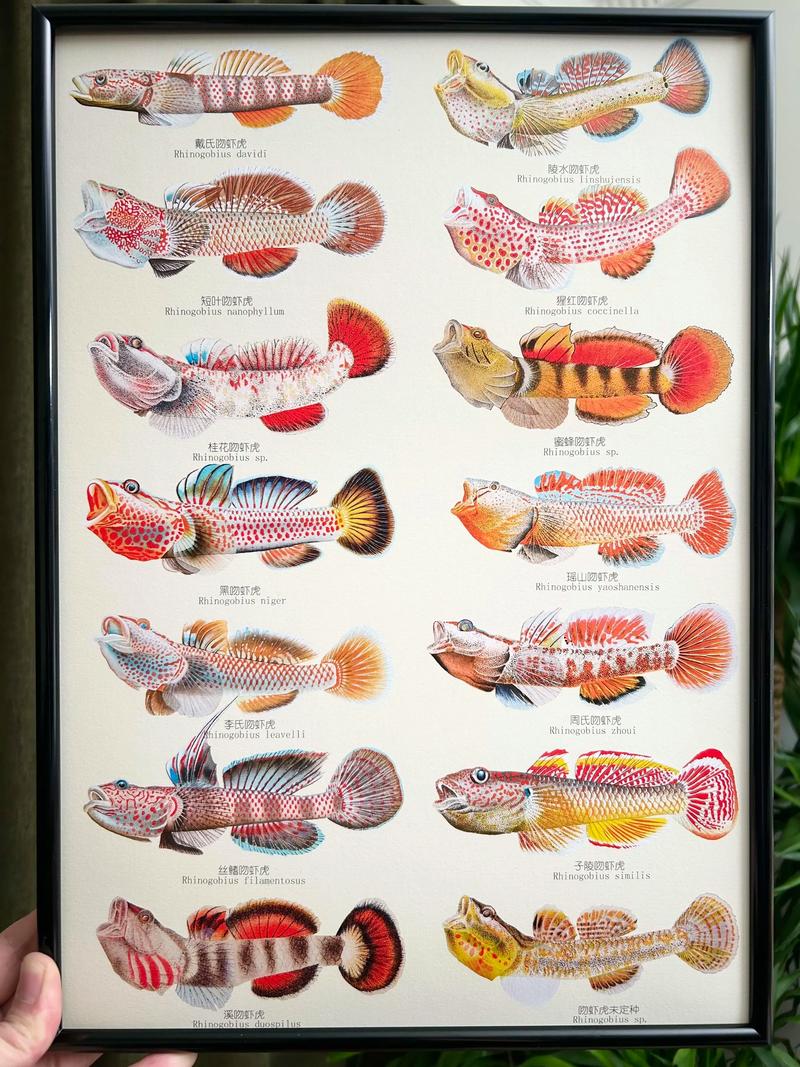哪些观赏鱼虾品种最畅销？-图2