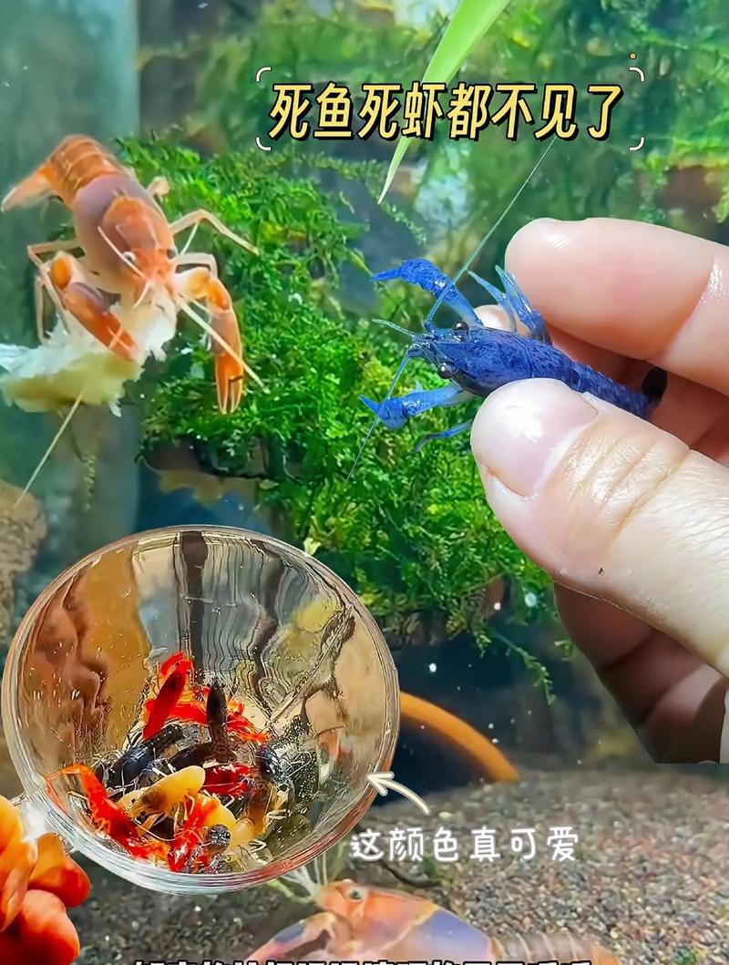 哪些观赏鱼虾品种最畅销？-图3