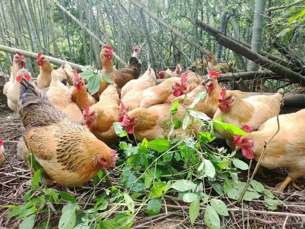 竹林山地土鸡养殖技术要点有哪些？-图1