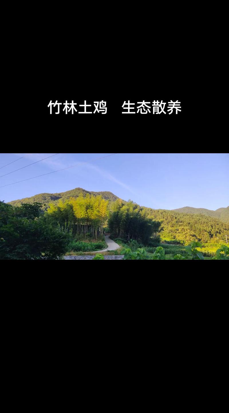 竹林山地土鸡养殖技术要点有哪些？-图2