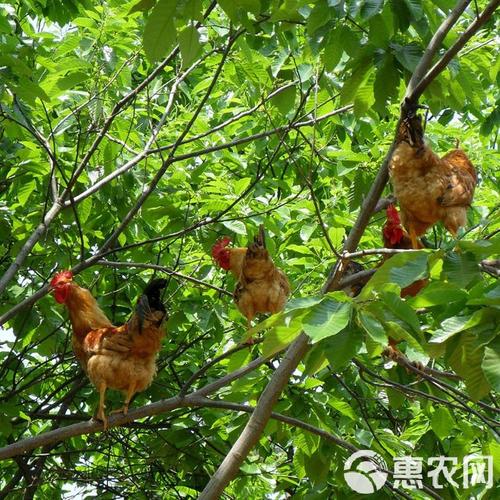 竹林山地土鸡养殖技术要点有哪些？-图3