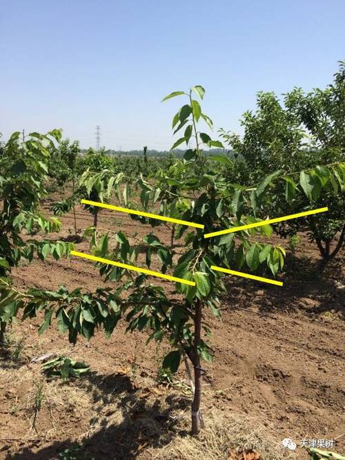 樱桃夏季整形修剪怎么做？-图1