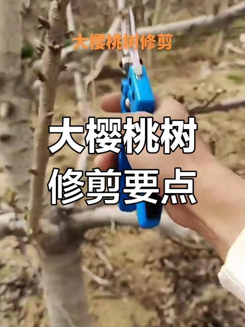 樱桃夏季整形修剪怎么做？-图3
